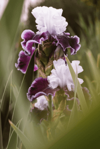 Iris Gardens